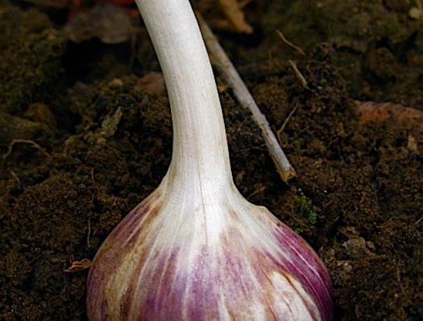 German Red Garlic Topsets