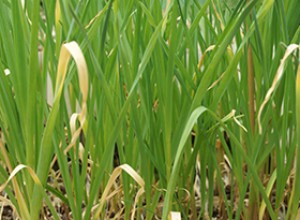 German Red Garlic Topsets