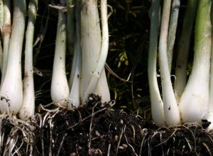 He Shi Ko Bunching Onion