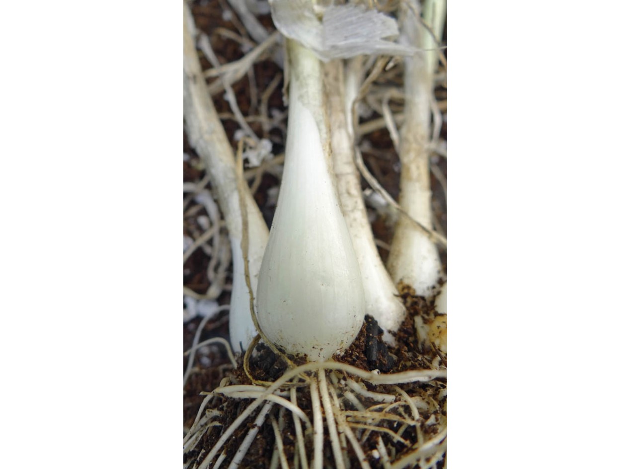 He Shi Ko Bunching Onion