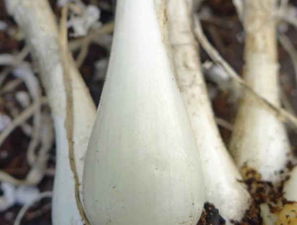 He Shi Ko Bunching Onion