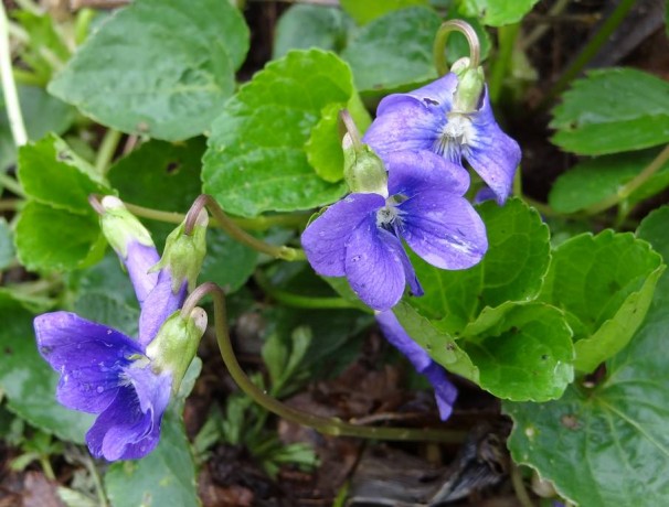 Huron Sand Violet Huron Sand Violet