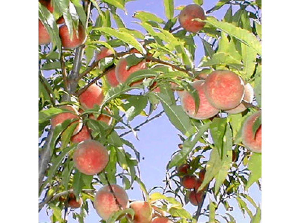 Iowa White Peach 