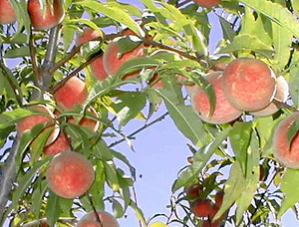 Iowa White Peach 