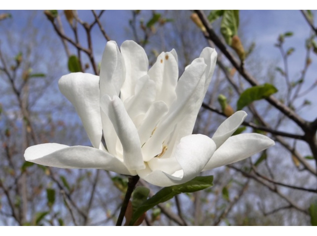 Loebner Magnolia