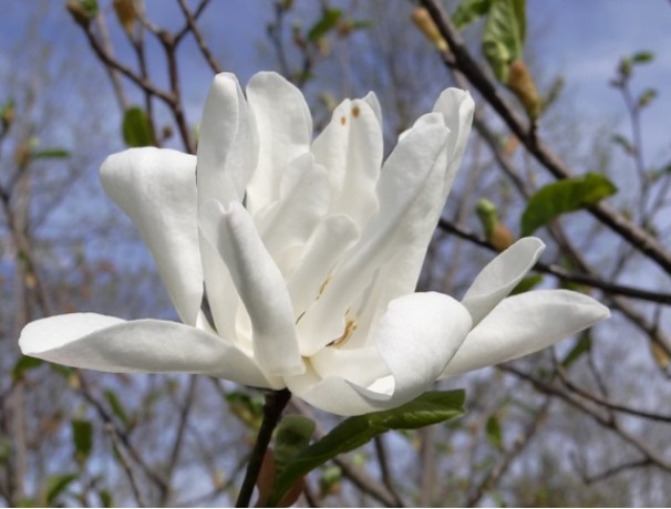 Loebner Magnolia Loebner Magnolia