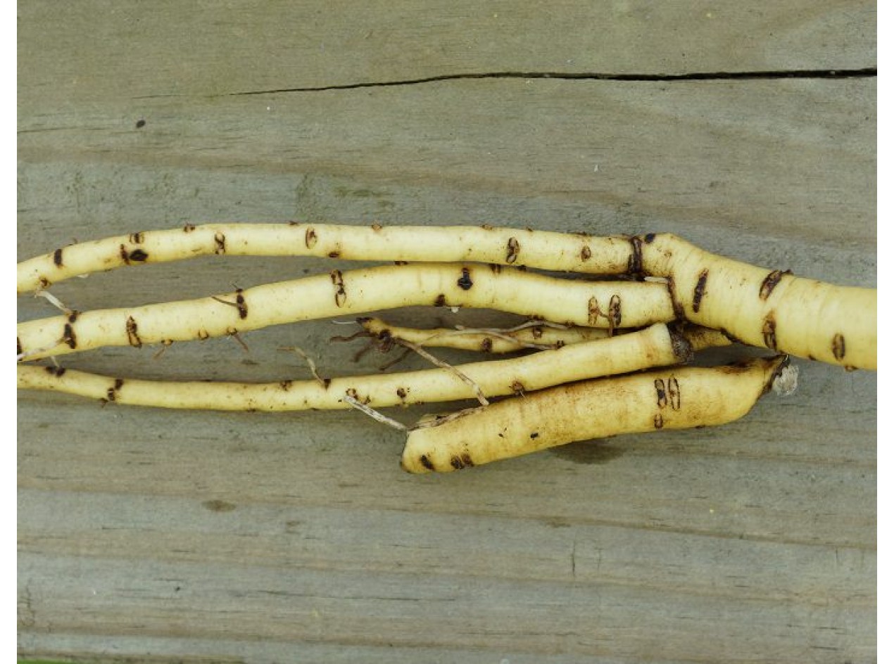 'Erfurter' Marshmallow