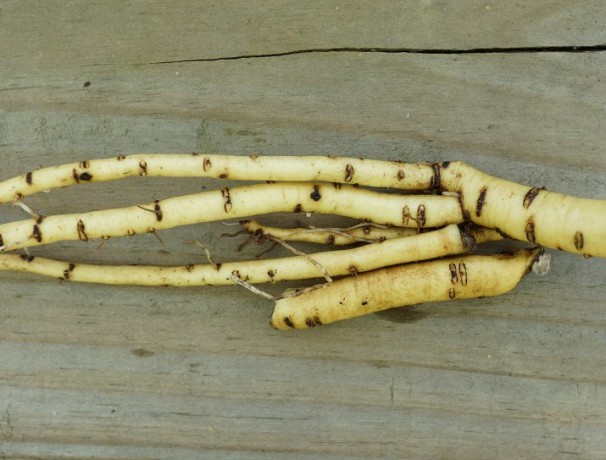 'Erfurter' Marshmallow