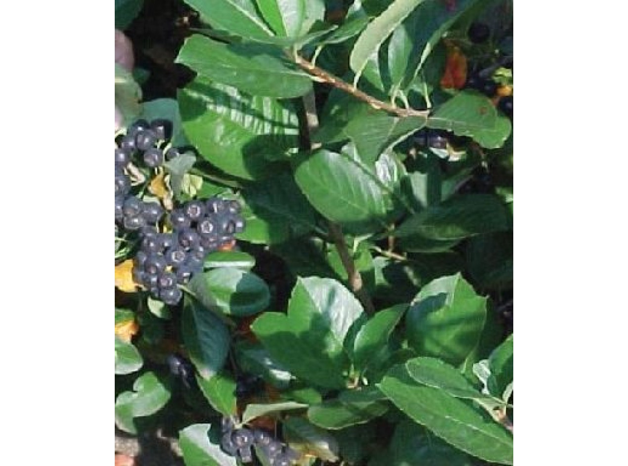 McKenzie Black Chokeberry