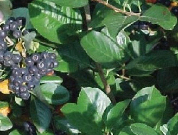 McKenzie Black Chokeberry McKenzie Black Chokeberry