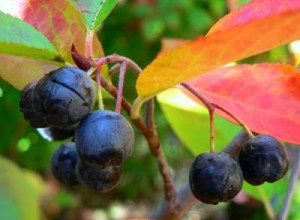 McKenzie Black Chokeberry