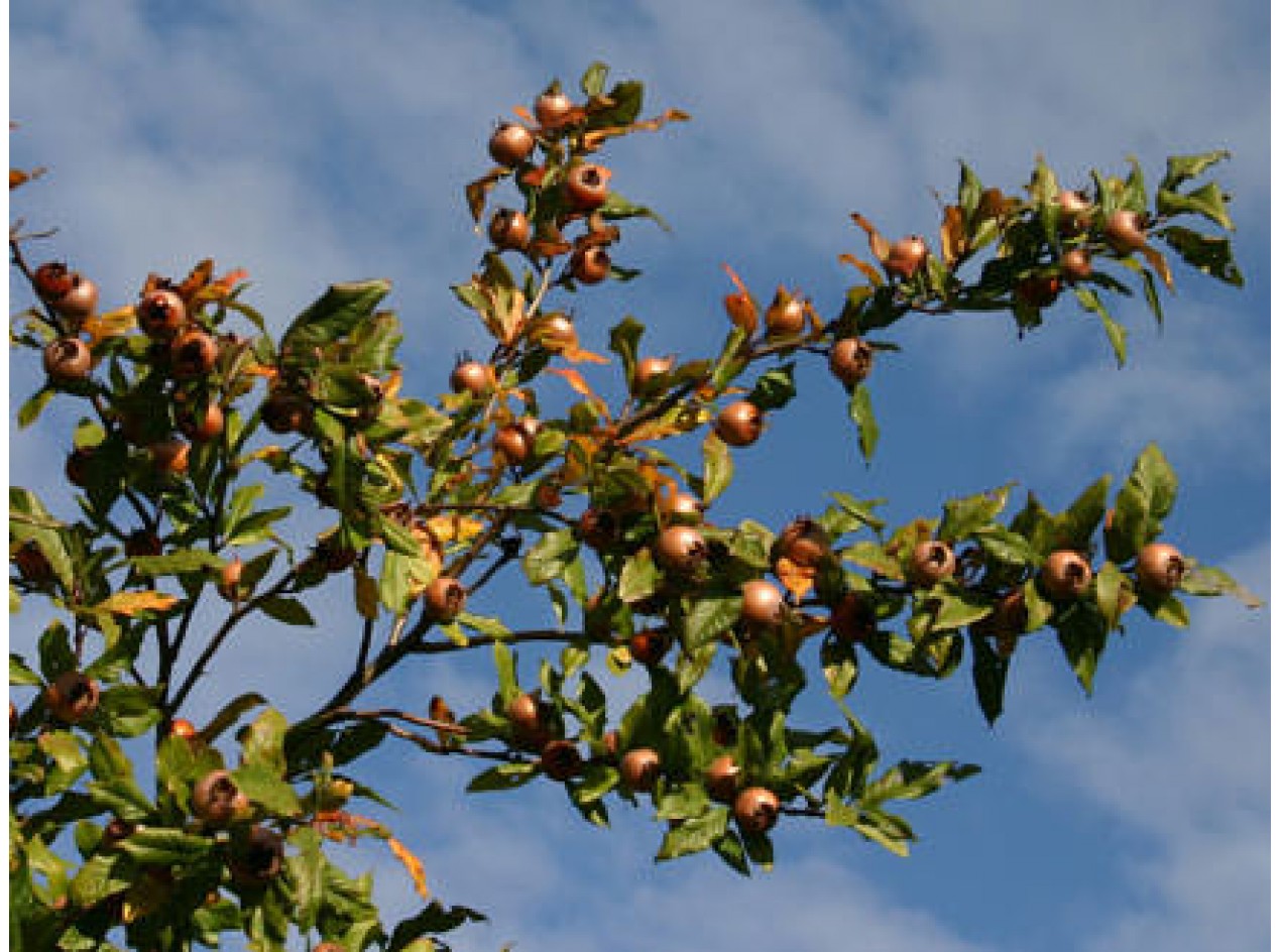 Medlar Seeds