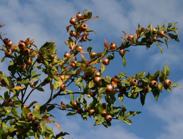 Medlar Seeds