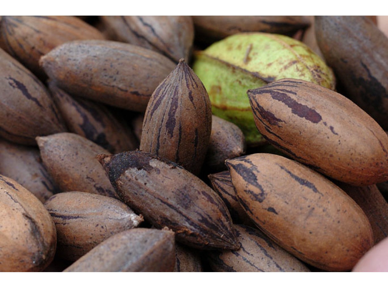 Northern Pecan