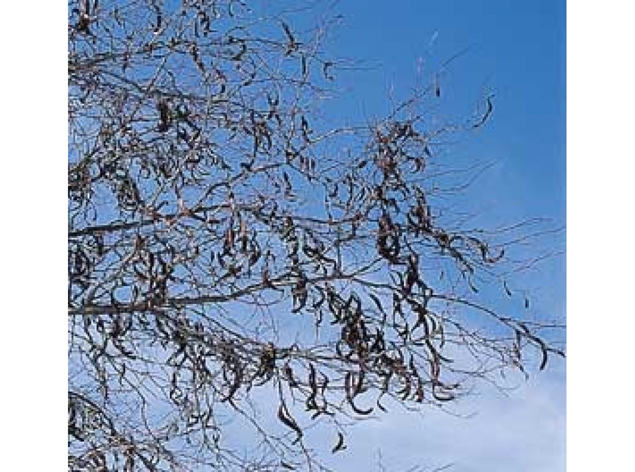 Thornless Honeylocust