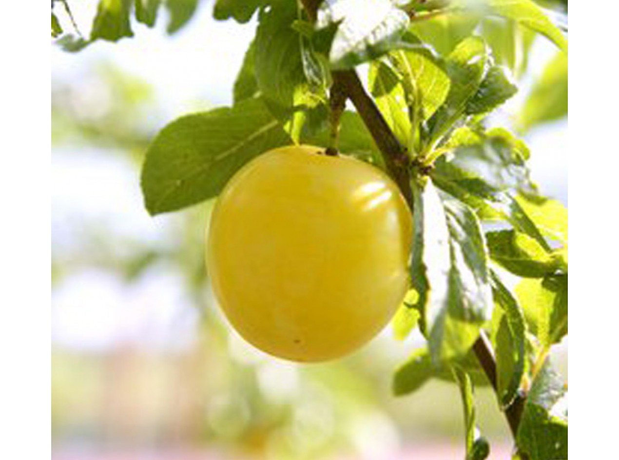 Mirabelle Plum