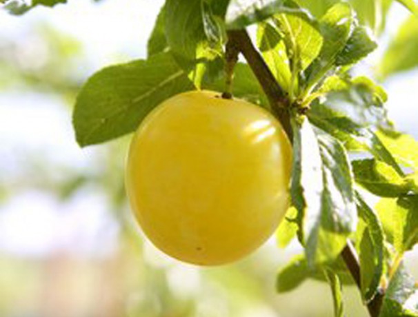Mirabelle Plum