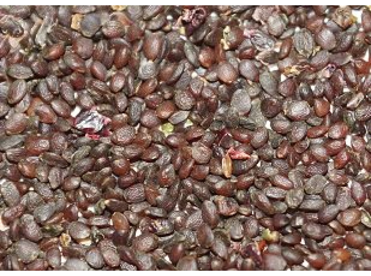 Missouri Gooseberry Seeds