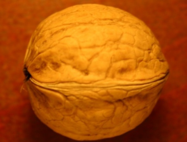 English Walnut