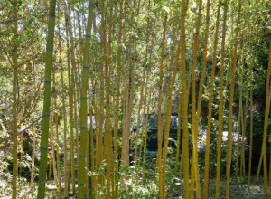 Chinese Timber Bamboo