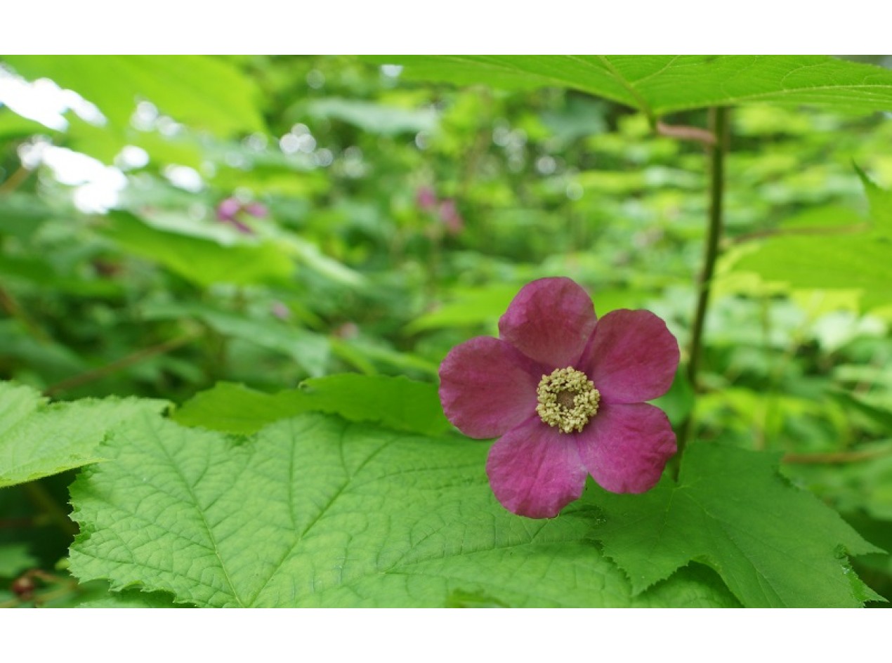 Pink Thimbleberry Seeds