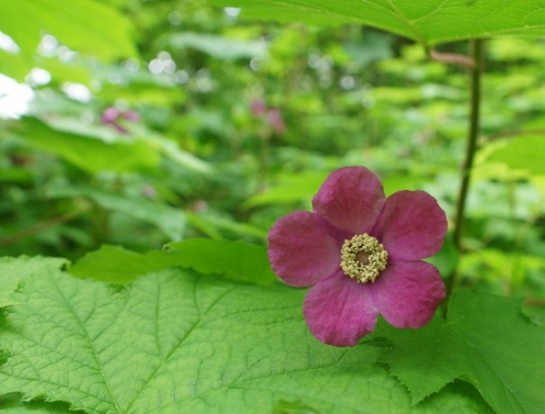 Pink Thimbleberry Seeds