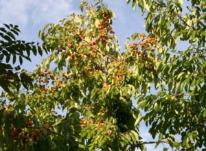 American Persimmon-Pipher