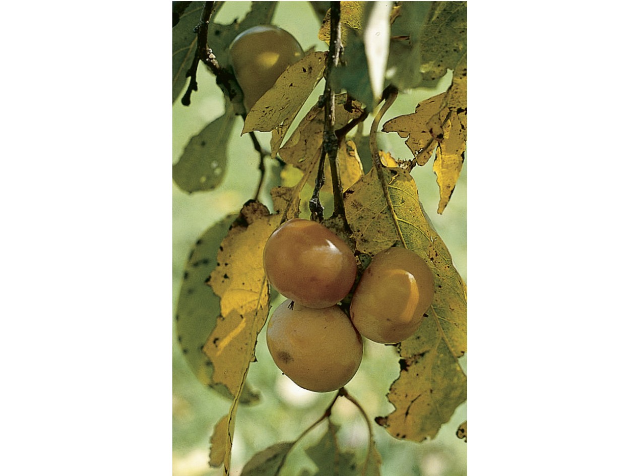 American Persimmon-Pipher
