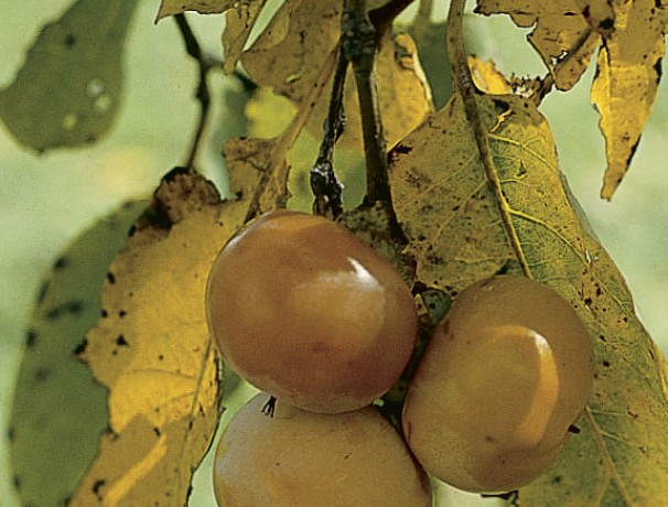 American Persimmon-Pipher