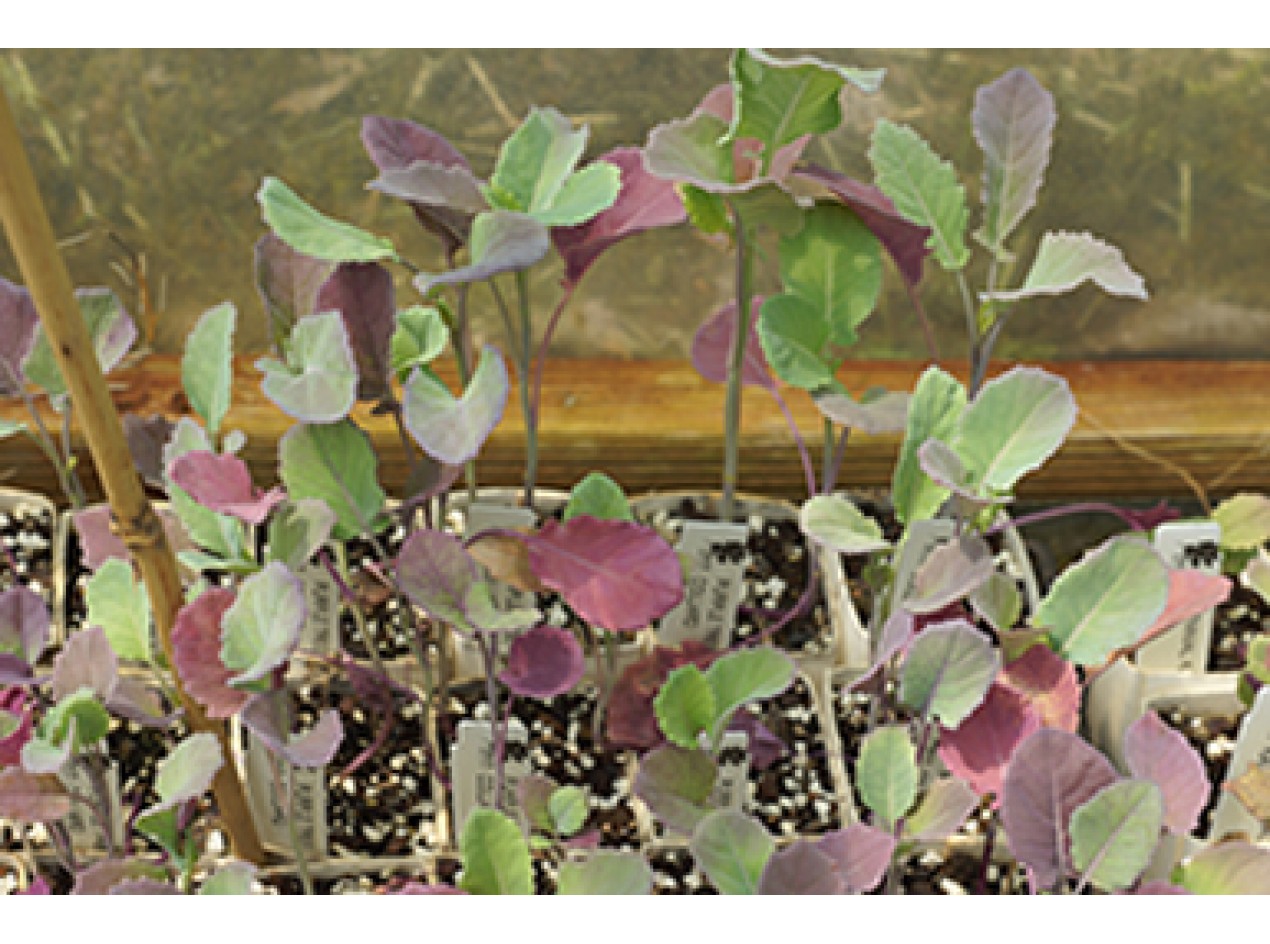 Purple Tree Collards