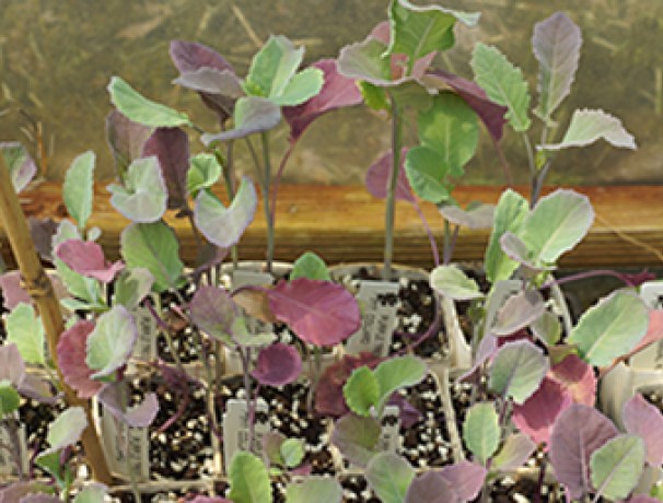 Purple Tree Collards