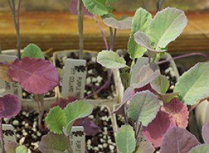 Purple Tree Collards