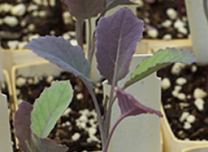 Purple Tree Collards