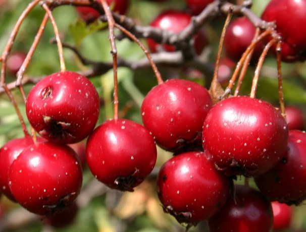 Russian Hawthorne Russian Hawthorne