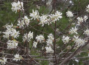 Keweenaw Allegheny Serviceberry