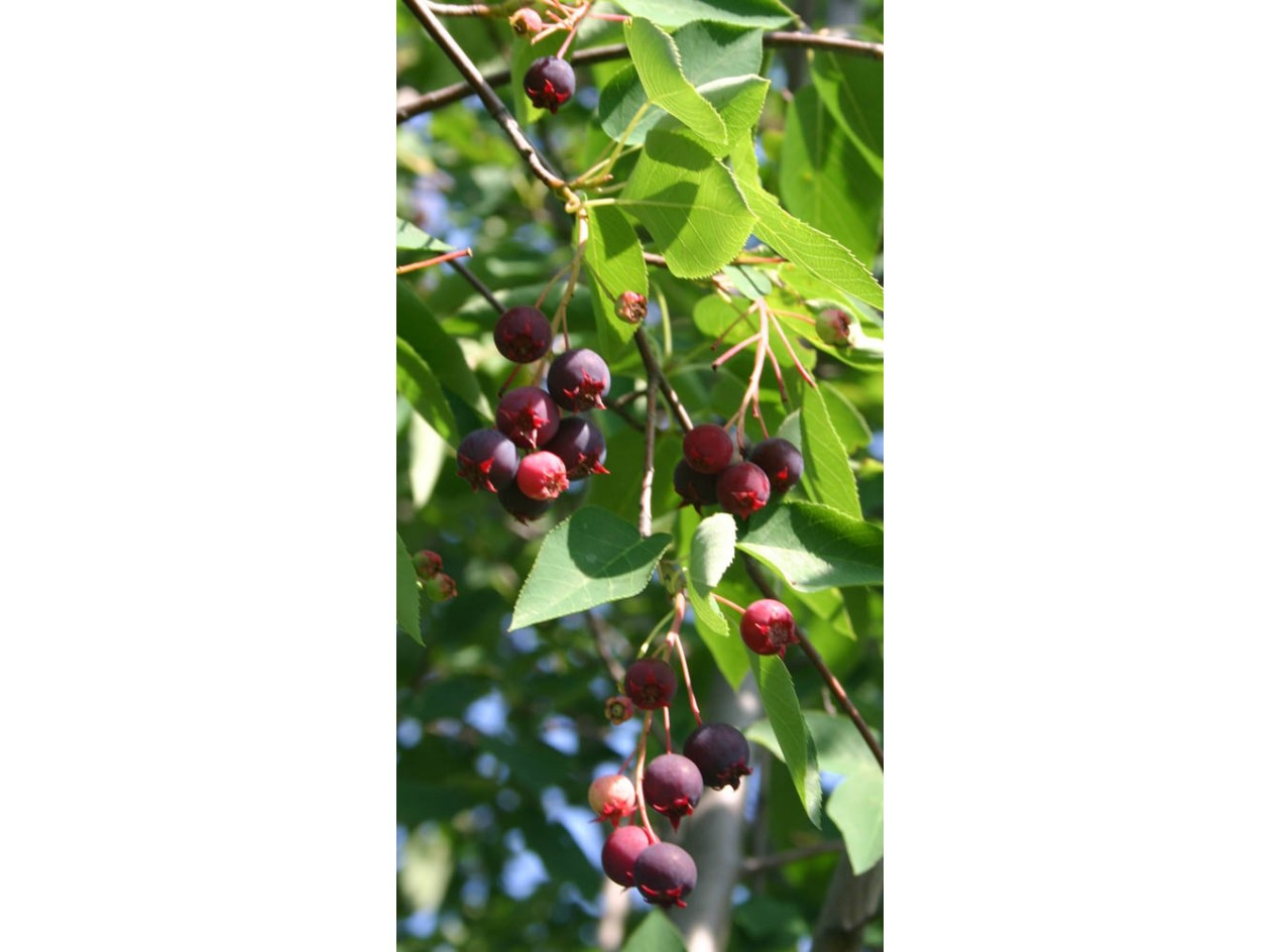 Keweenaw Allegheny Serviceberry