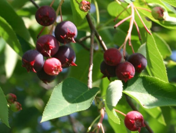 Keweenaw Allegheny Serviceberry