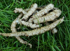 Skirret