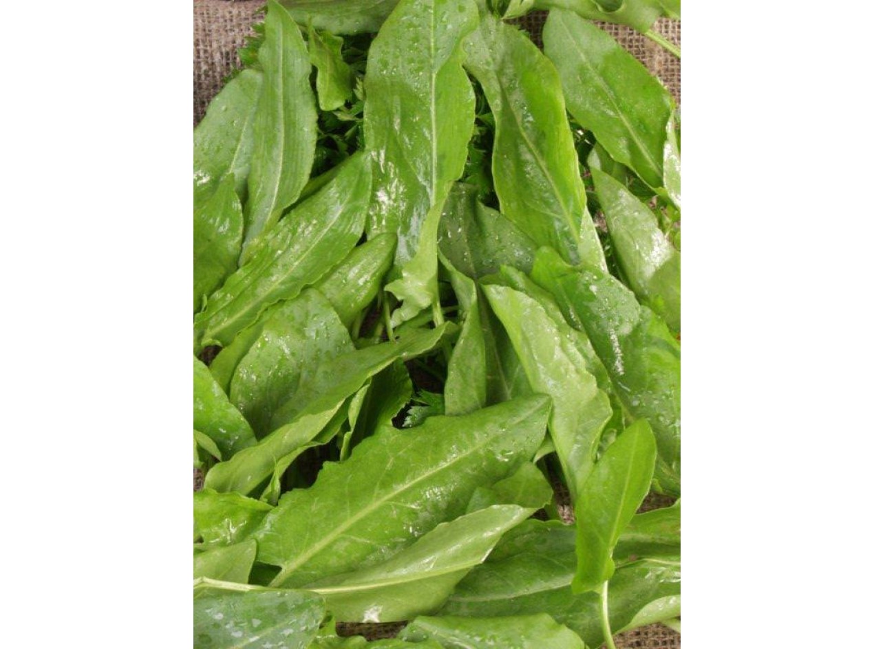 Blonde de Lyon Sorrel