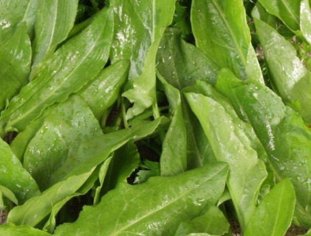 Blonde de Lyon Sorrel Blonde de Lyon Sorrel