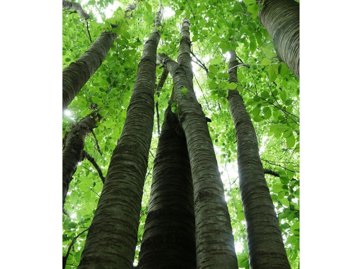 Two Trees Sweet Cherries