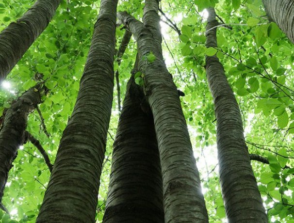 Two Trees Sweet Cherries