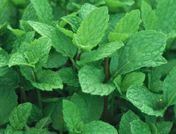 Spearmint