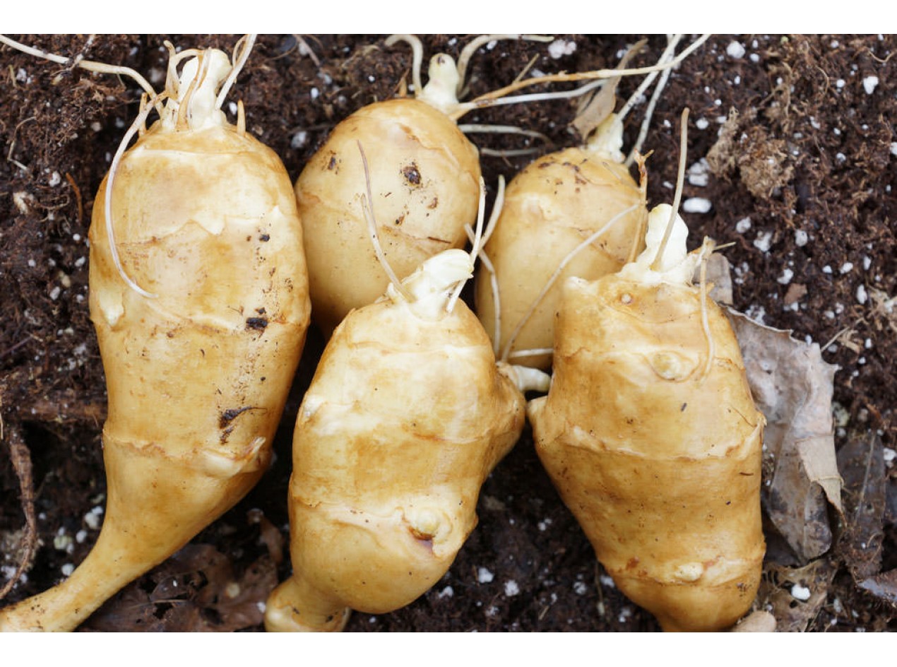 Starwhite Cluster Sunchoke