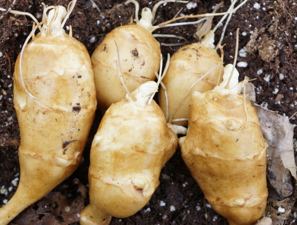 Starwhite Cluster Sunchoke