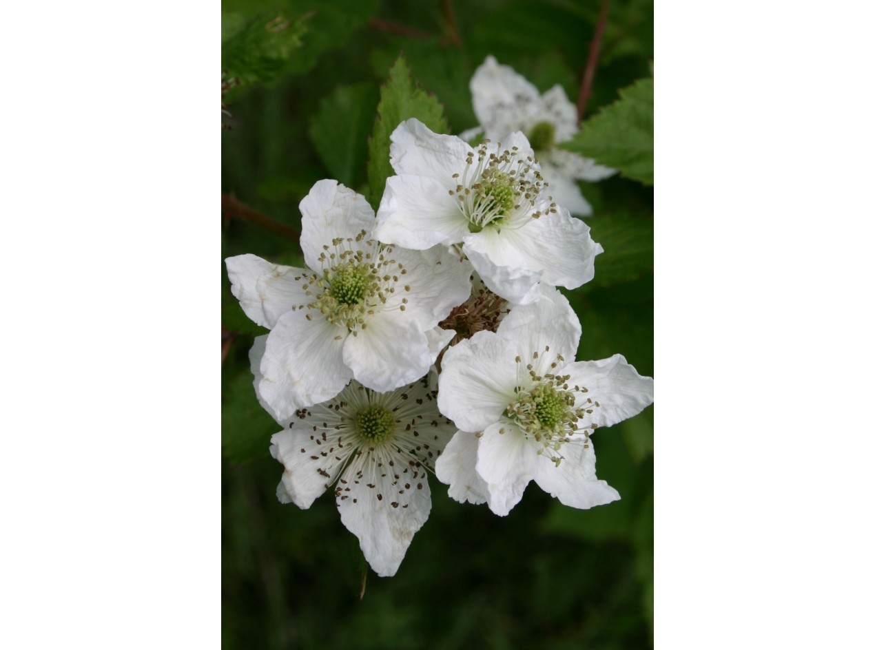 Thimbleberry