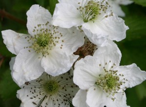 Thimbleberry Seeds