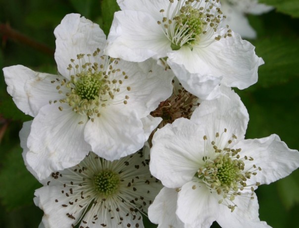 Thimbleberry