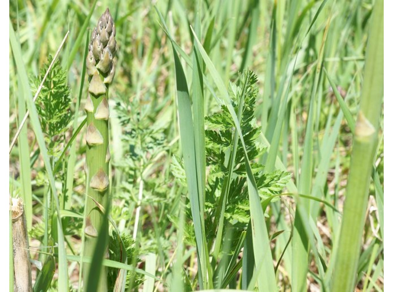Owens Valley Asparagus