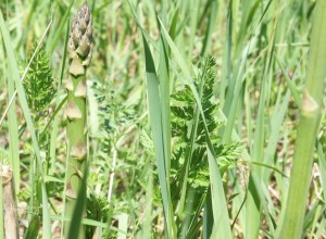 Very Wild Asparagus